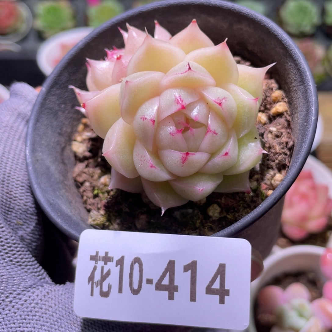 花利美10-414麦秆 