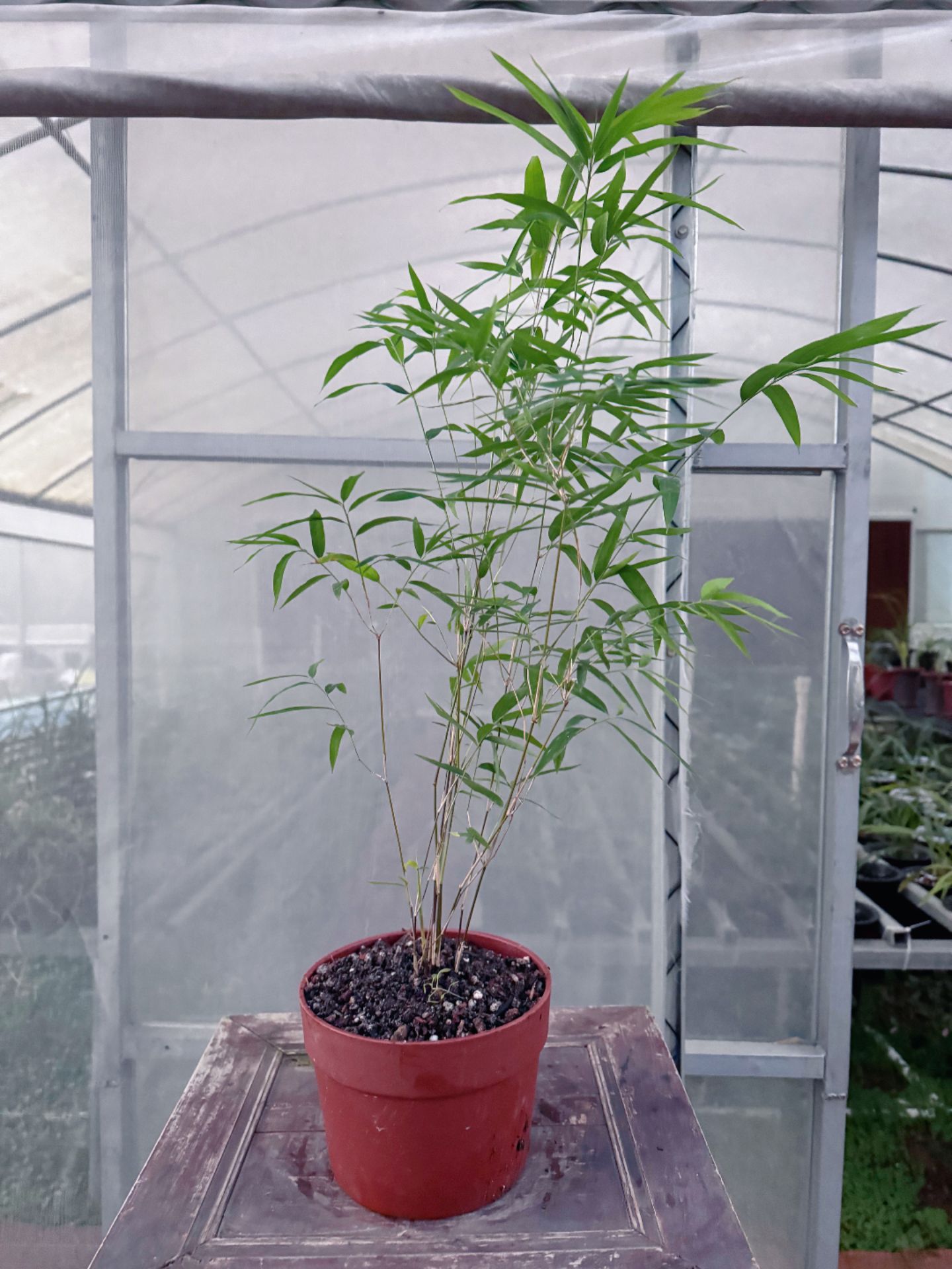 四季常青百合竹小叶簕竹南天竹内门竹盆栽室内十年孤竹