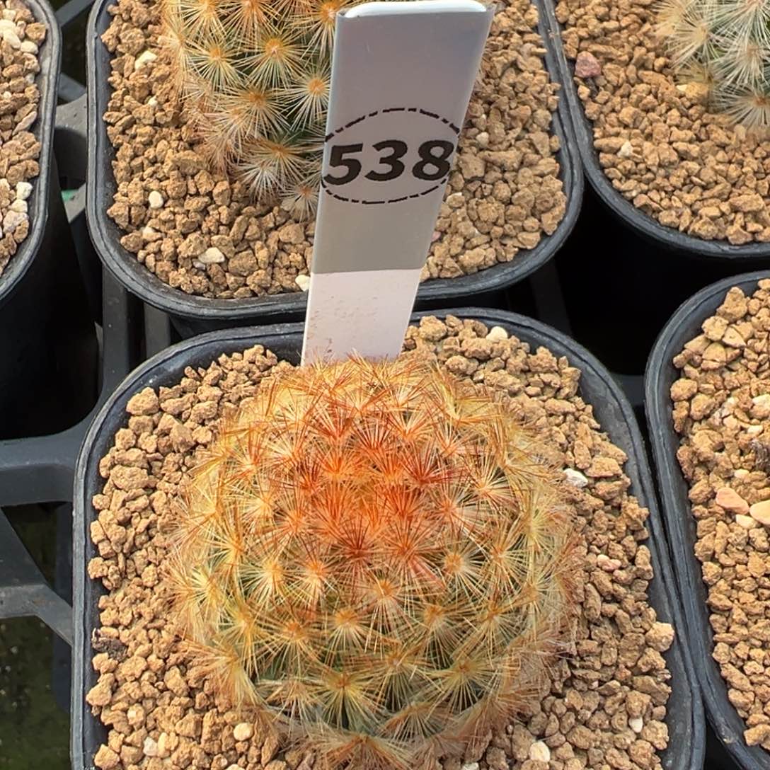 泰系嘉文丸多肉植物538