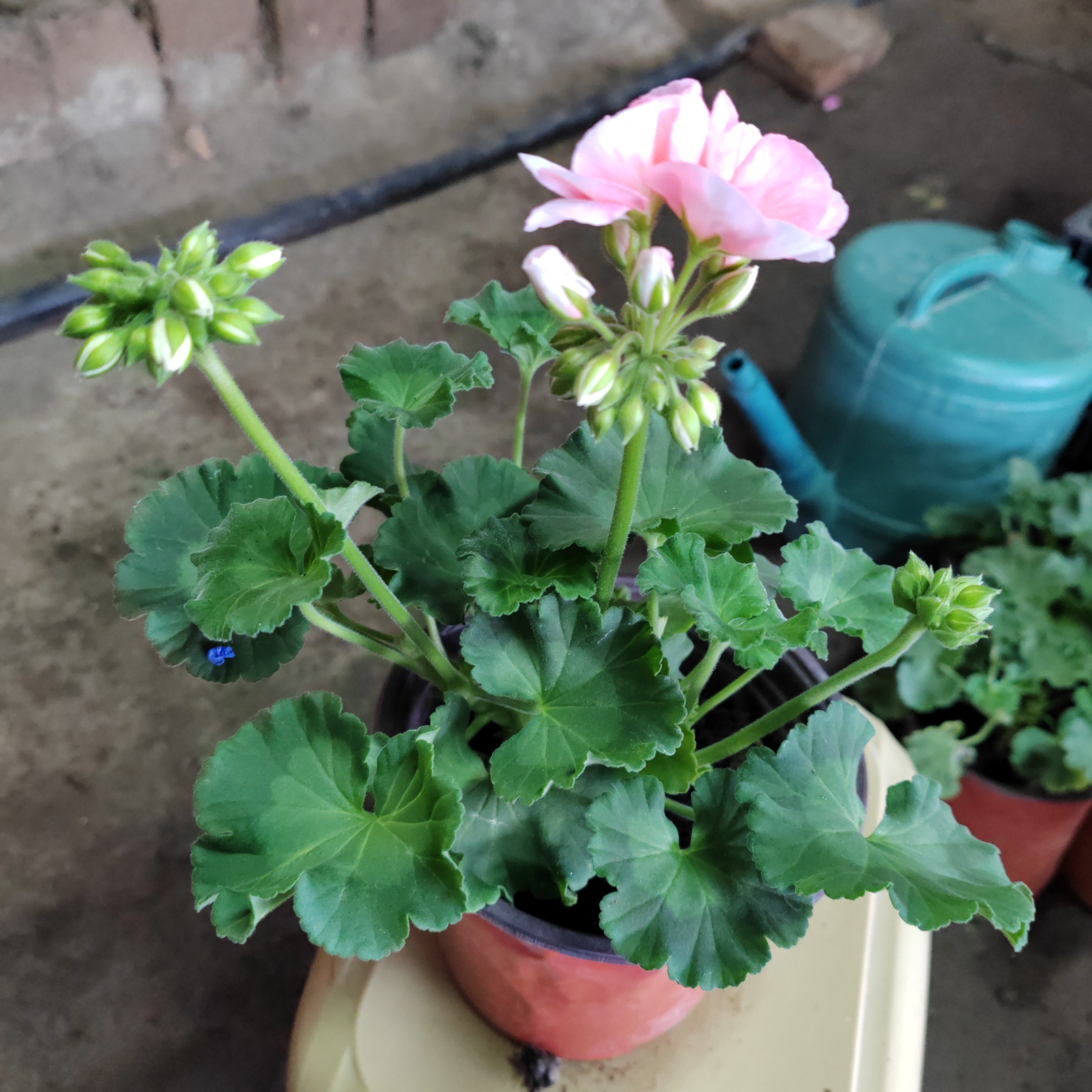 肉粉色天竺葵一包邮到家