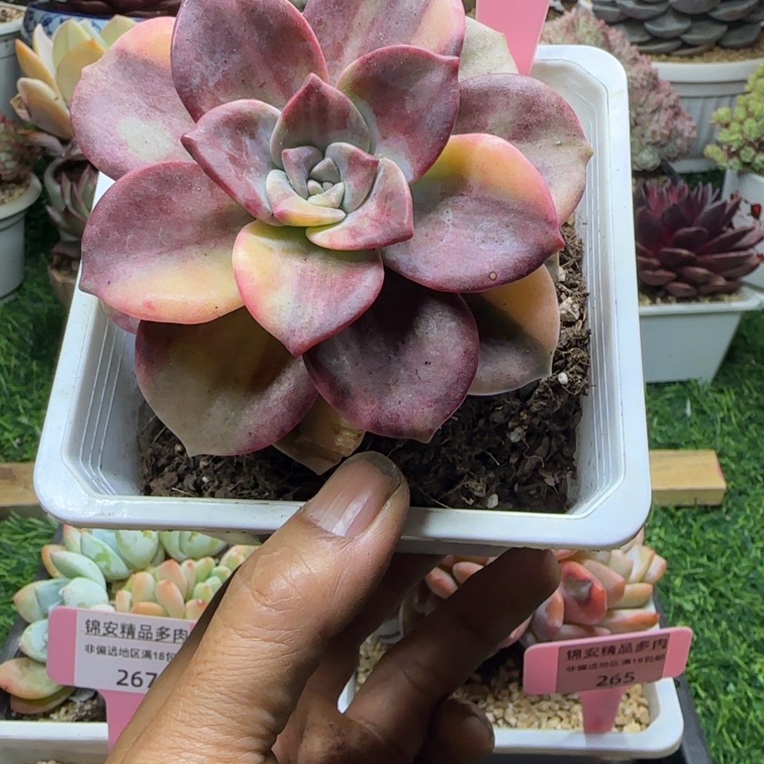 锦安精品多肉植物269