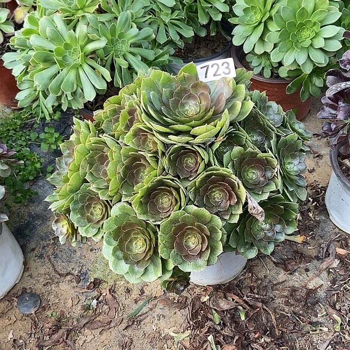 万拉丝朵朵多肉723多肉