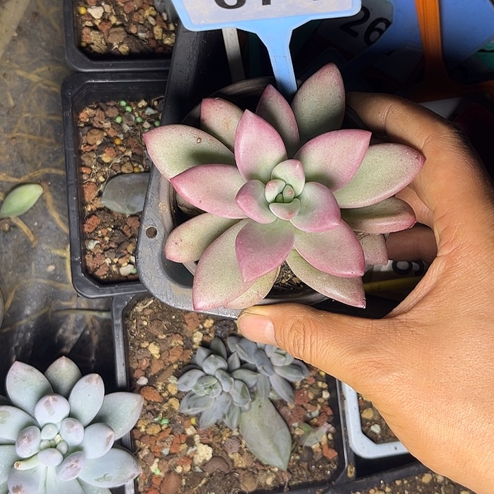 多肉植物赫本鲁斯074