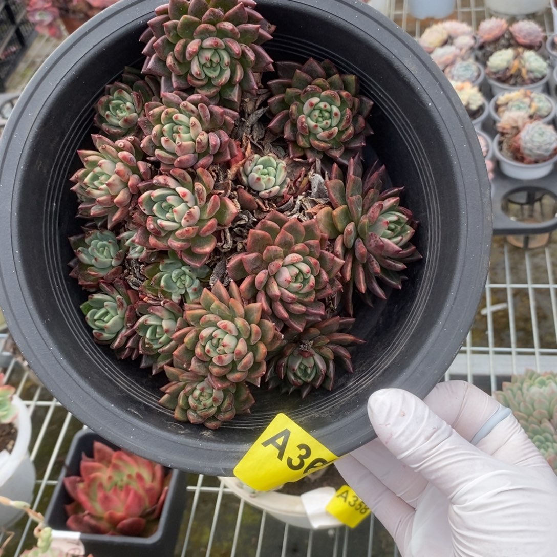 360不知名一物一拍