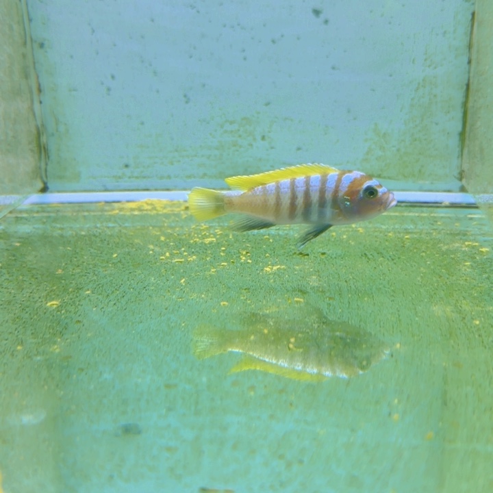 海水杰罗焦1443。      