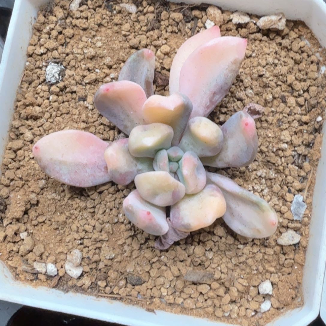 猪鼻子中斑  锦上园艺青岛场