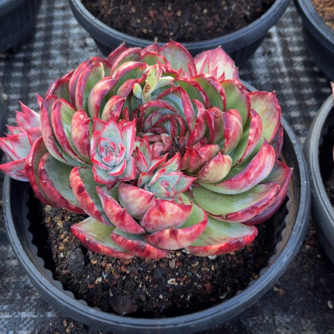 相***美哈哈哈哈哈不好宝贝宝贝不同