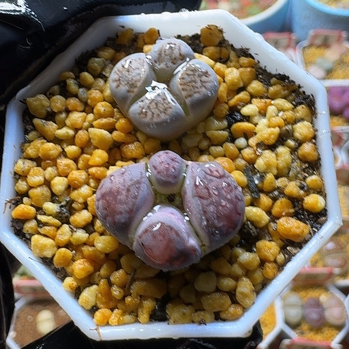 生石花2:：：。     12号