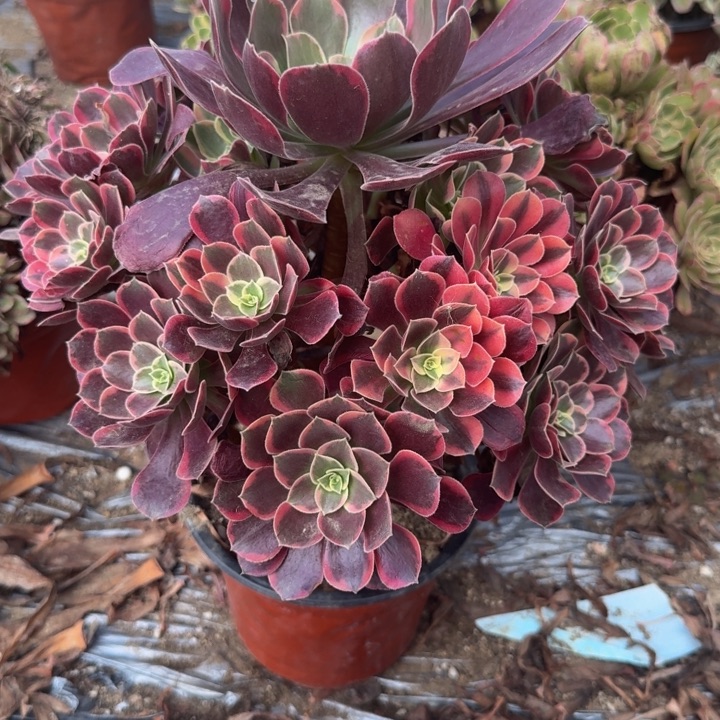 526金丝雀 多肉植物