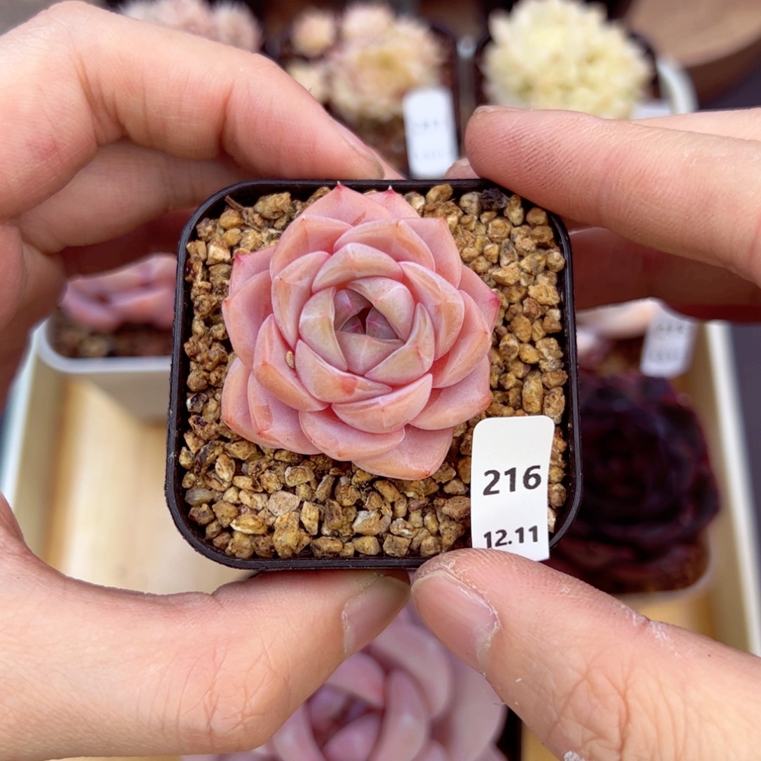 好好看216、哈哈哈哈