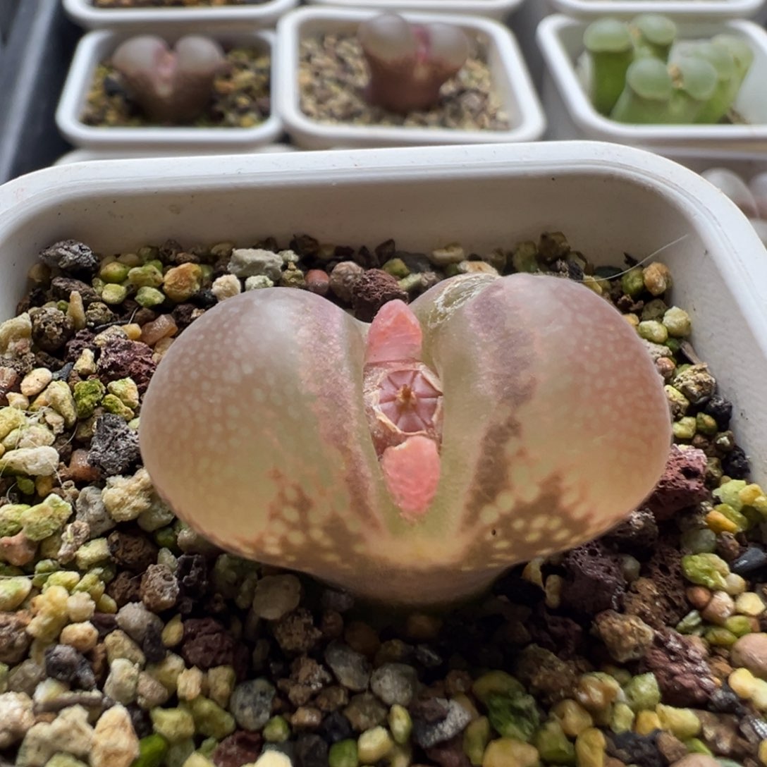 无花朵实生风铃玉18