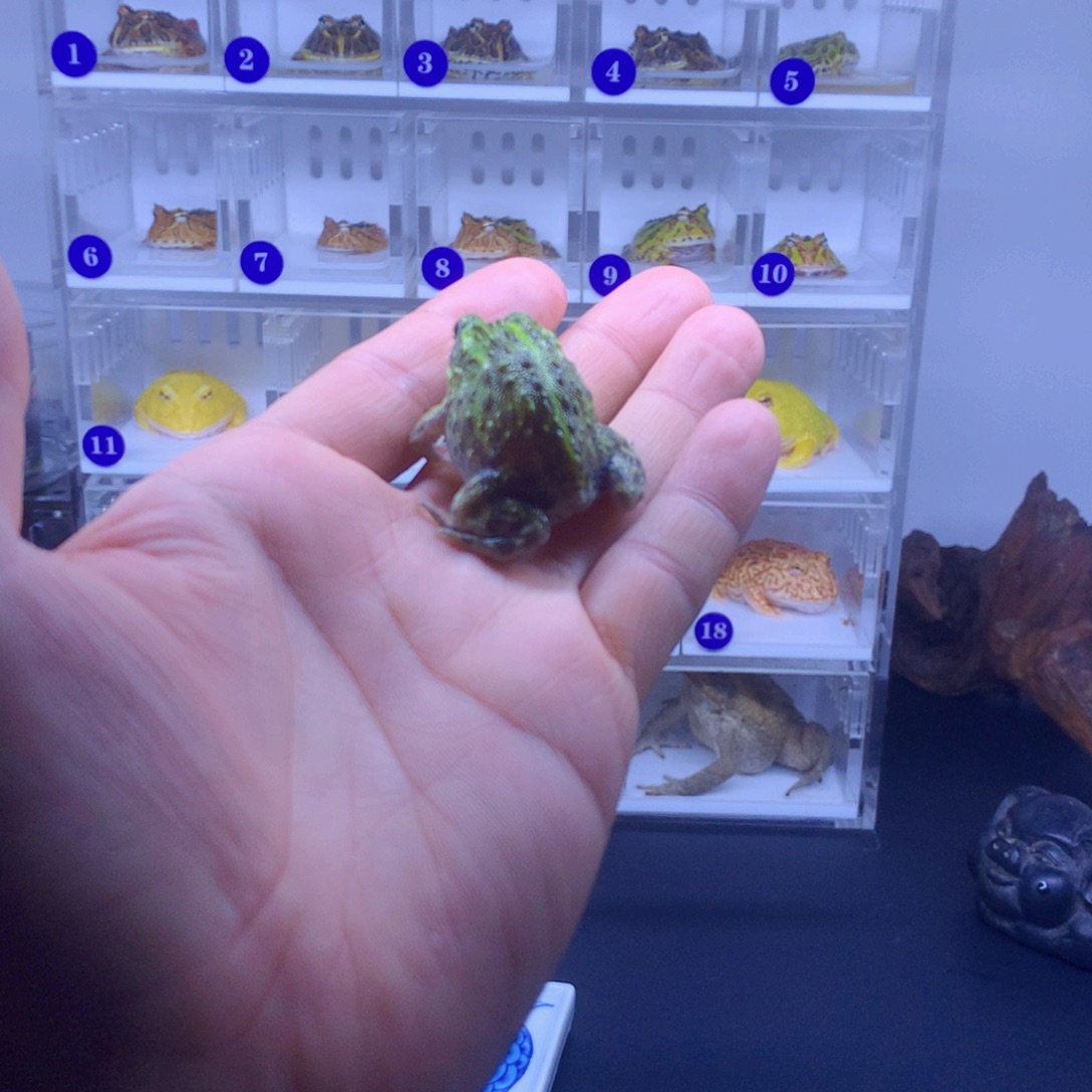 角蛙特价秒杀一切众生平等协商一致同意加强