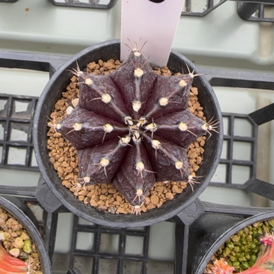 180-0223黑寡妇脱土发多肉