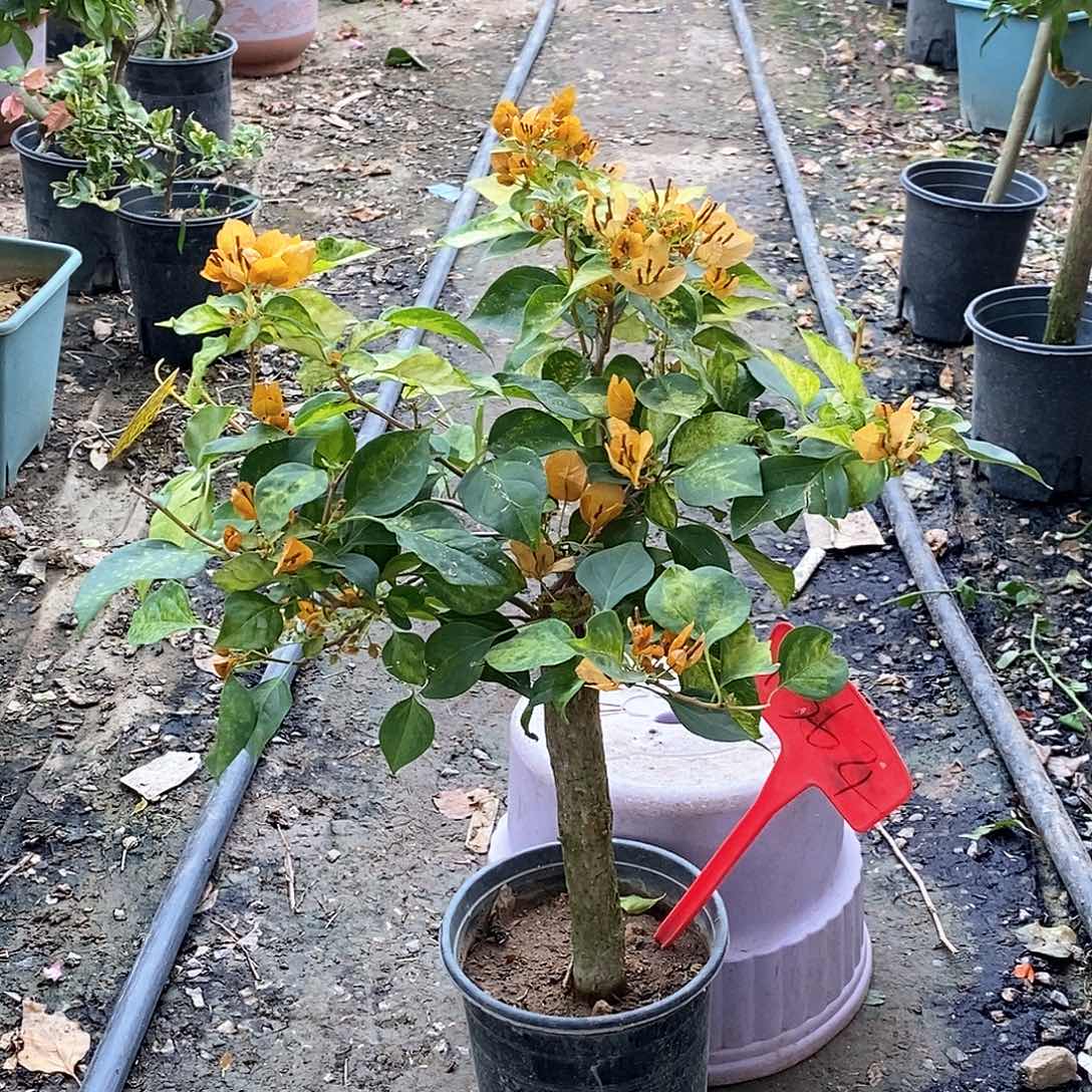 大部分开放少量花苞草莓黄1364