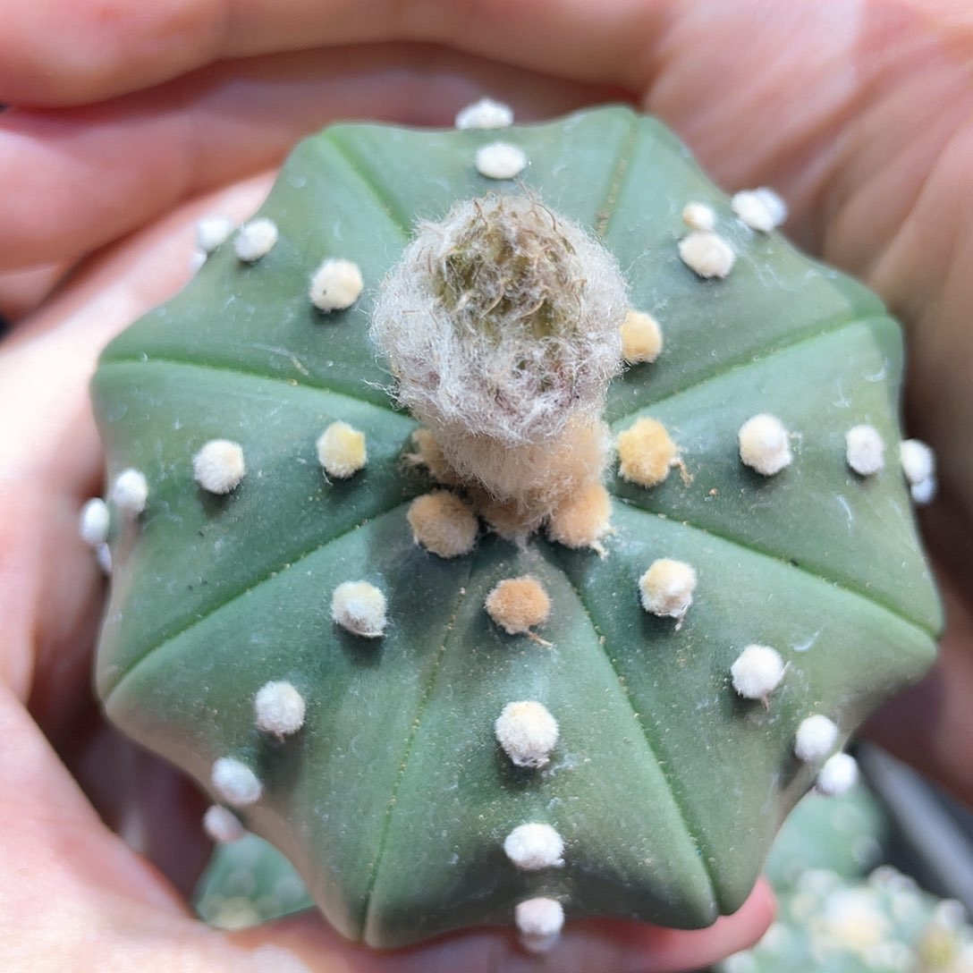 7cm实生好腿琉璃海星兜大型