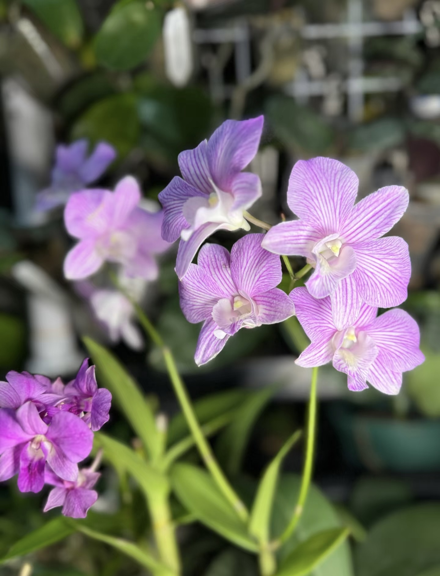 媚娘【雪媚娘 秋石斛】一物一拍精品爆花好养花期长 云南鲜花绿植