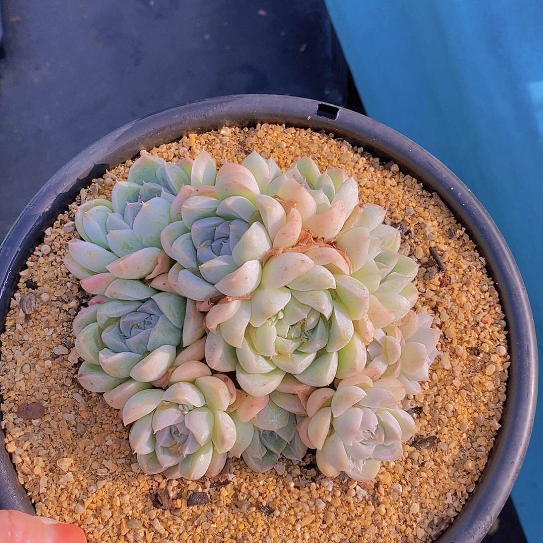 1006多肉植物老桩