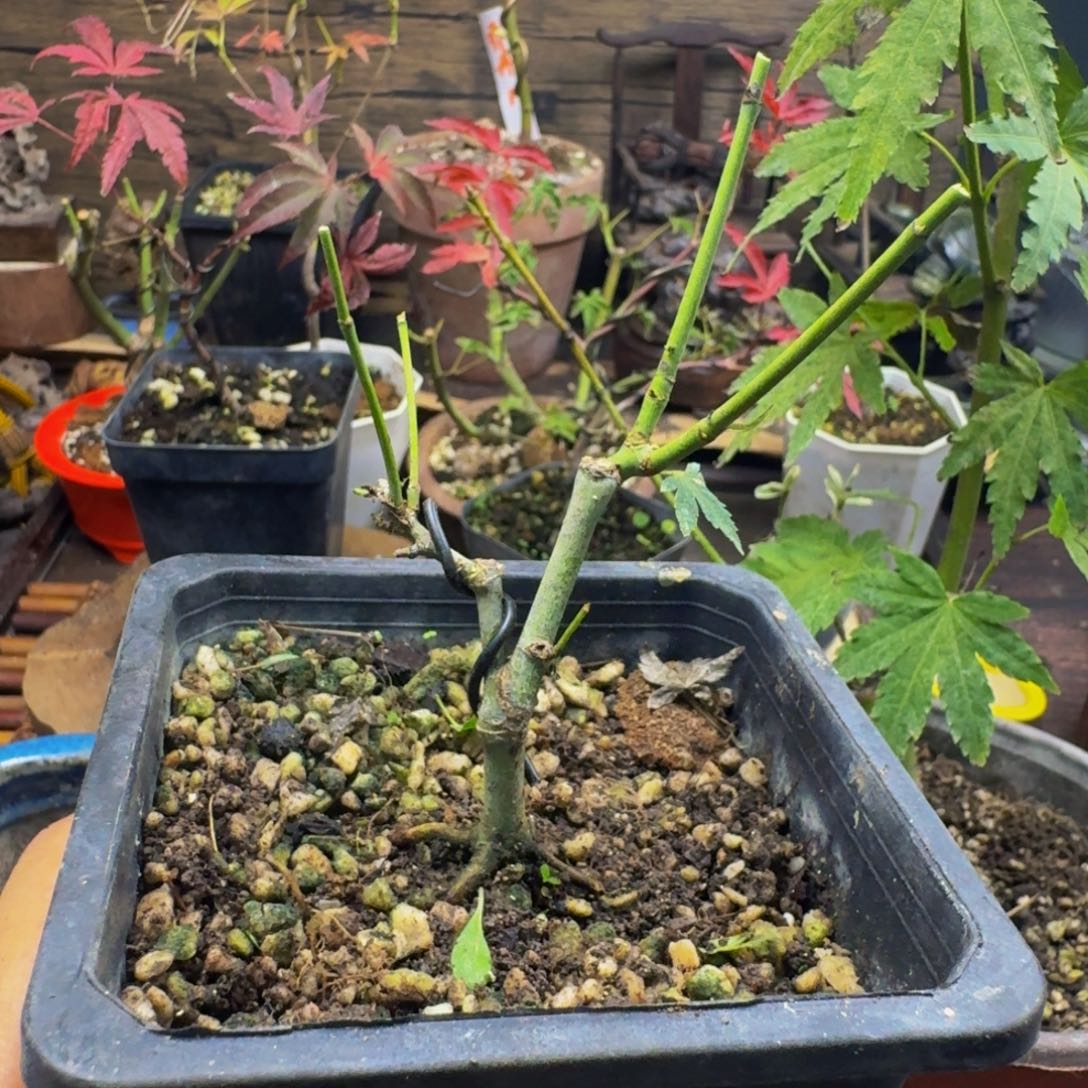 莫***许无花朵日本原生枫树扦插苗