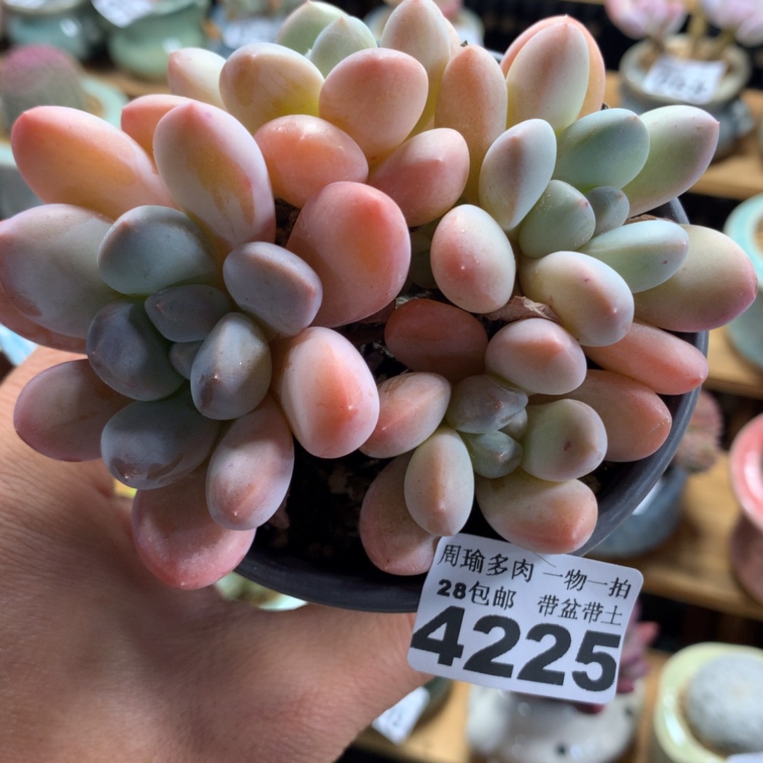 精控多肉植物4225