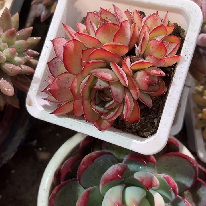 牡丹亭4567899077@kmmm