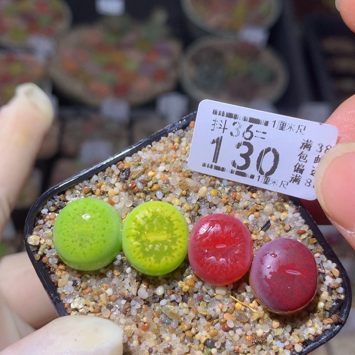 精品生石花36.130
