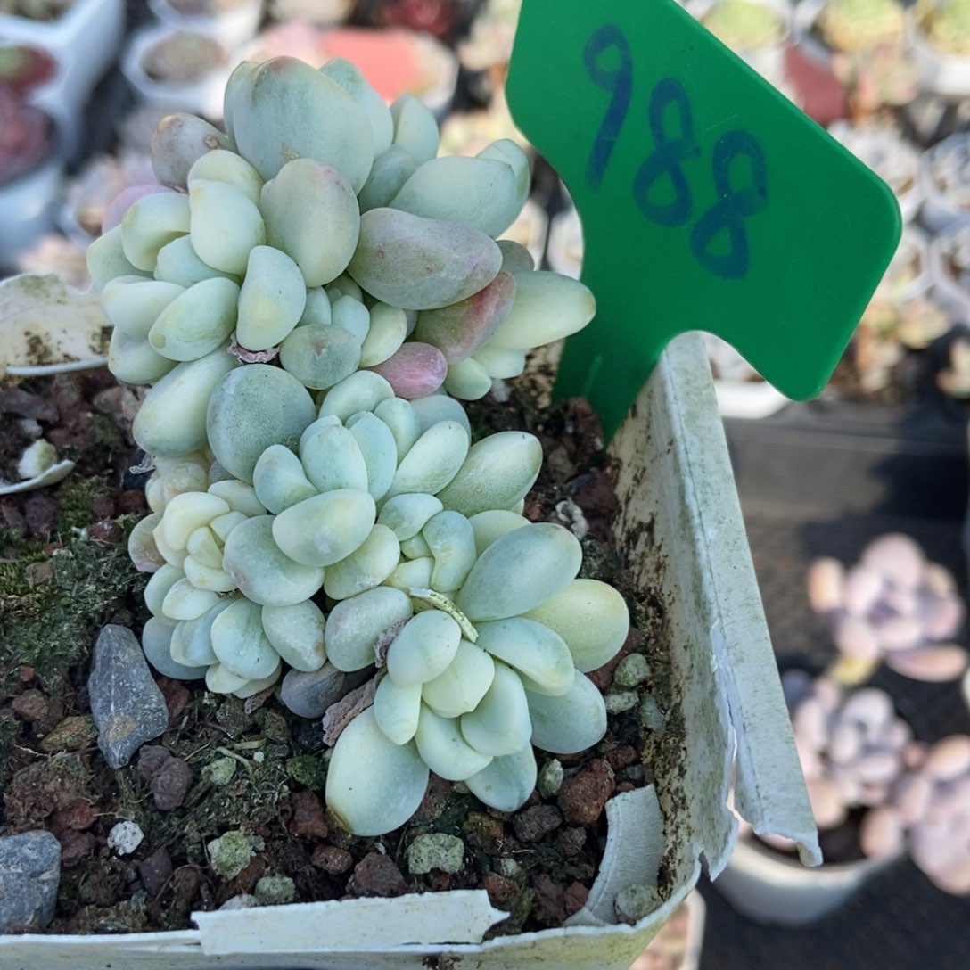 988劳尔锦多肉植物多肉