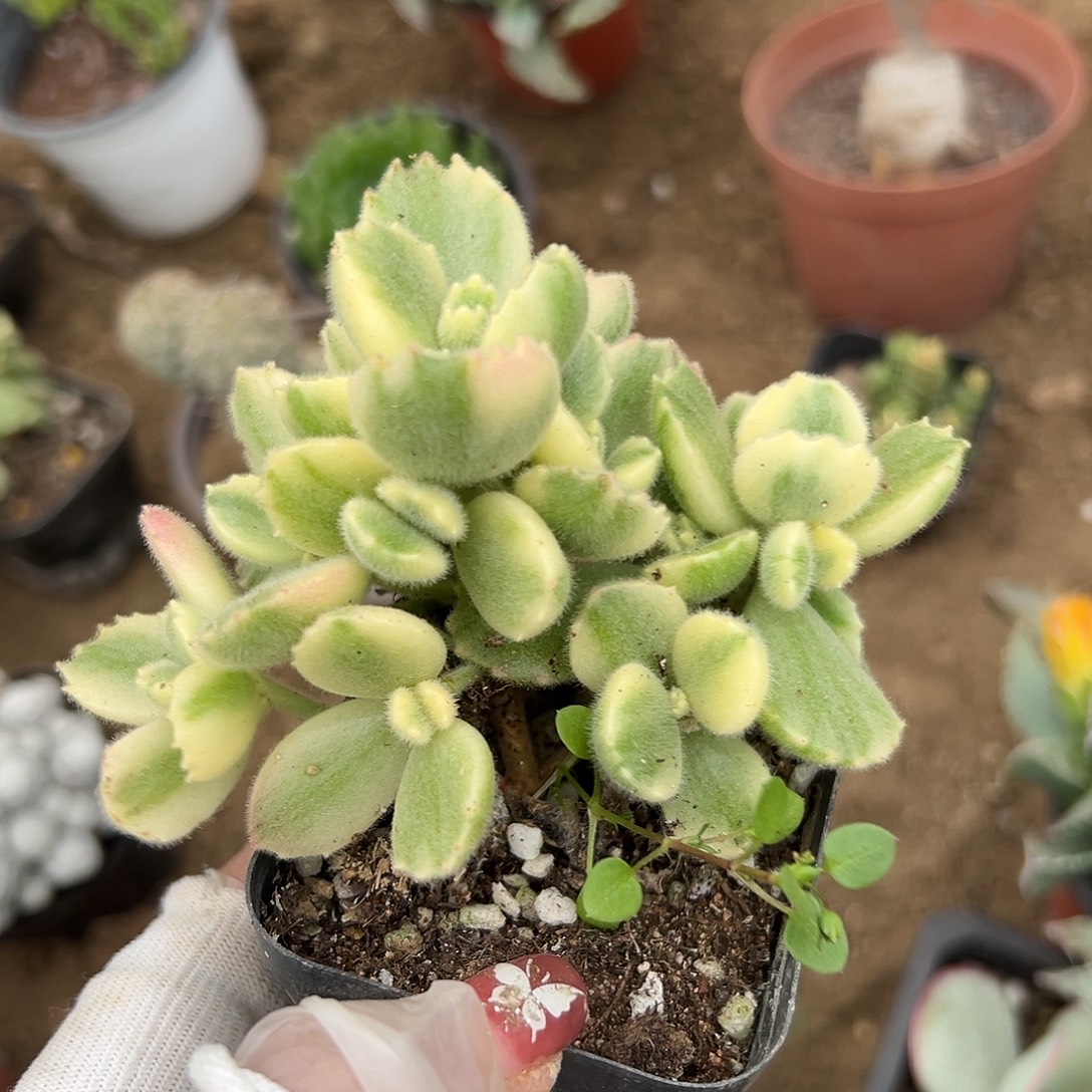 多肉植物多肉植物