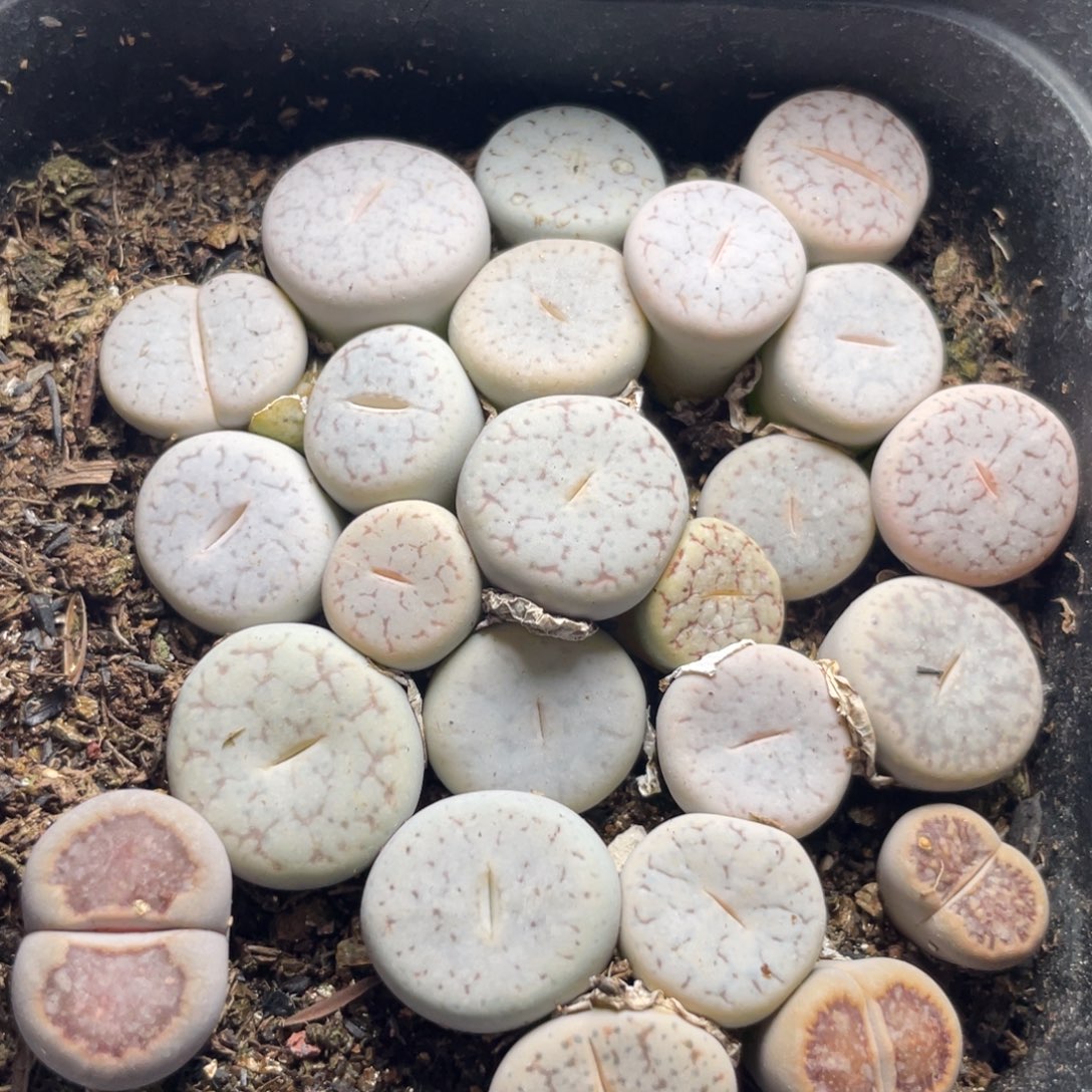 今晚大盆特价更新～11