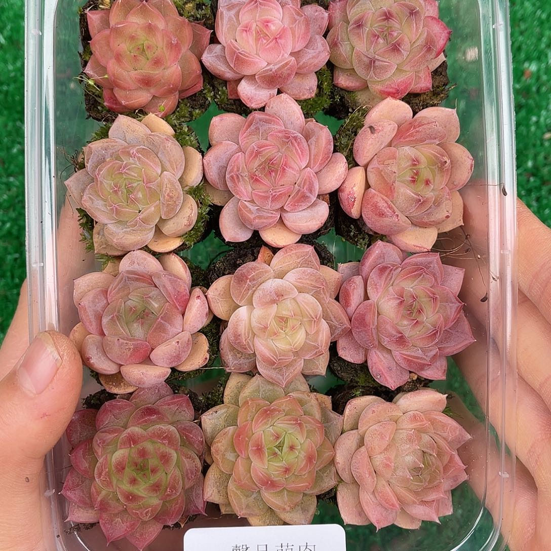 多肉一物一拍26-124