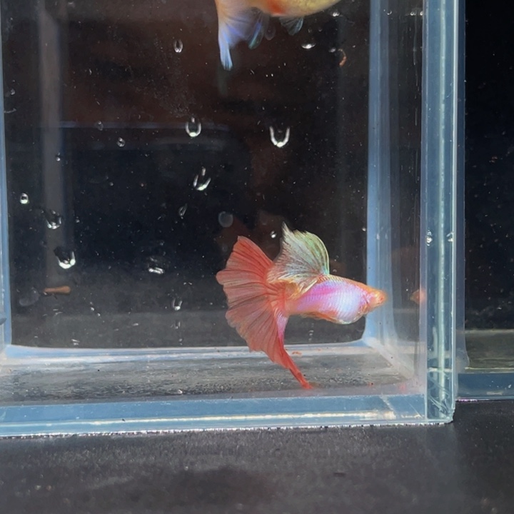 孔雀鱼极光粉孔雀鱼