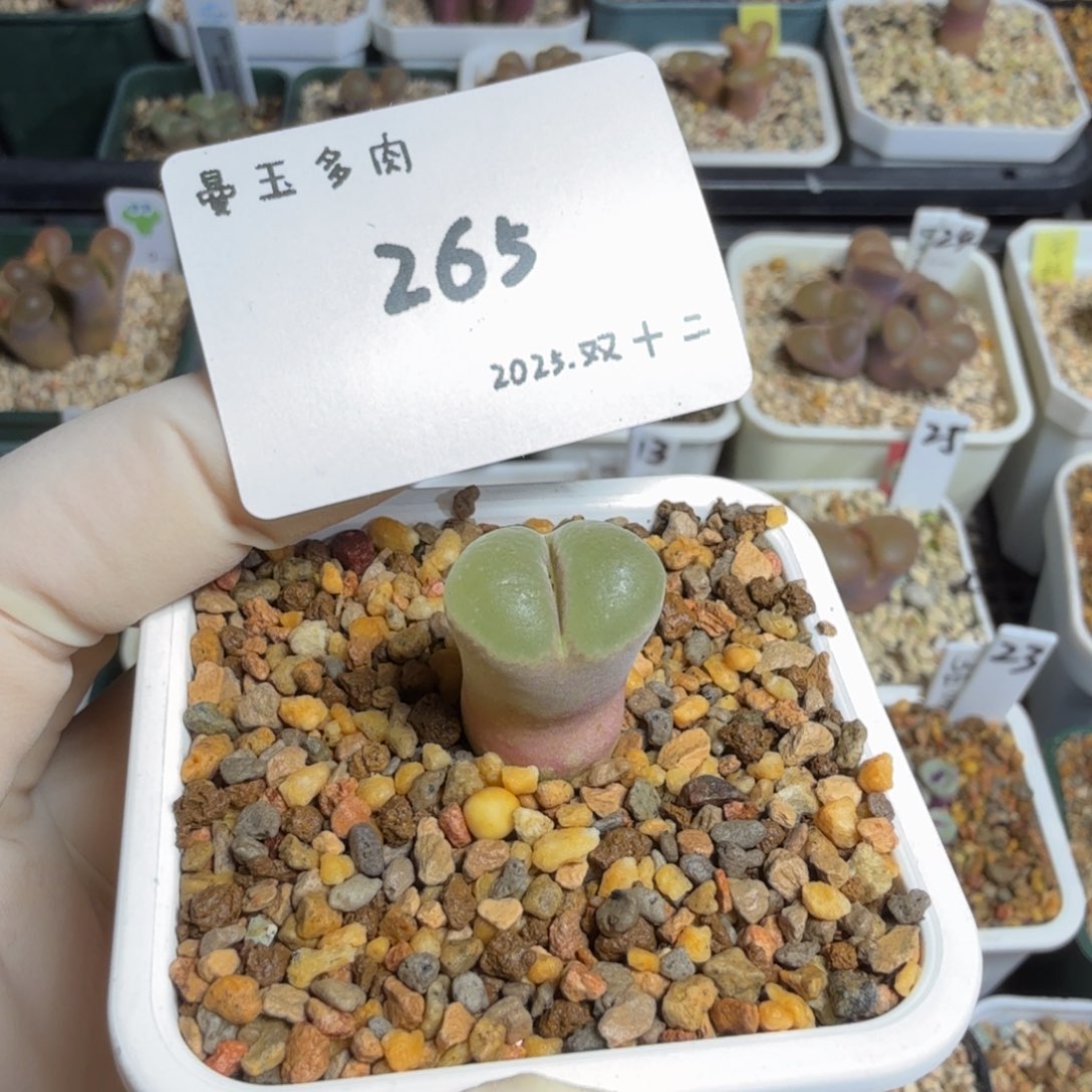 丁***加多肉多肉多肉12-265