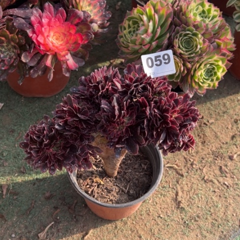 059美杜莎缀化多肉，