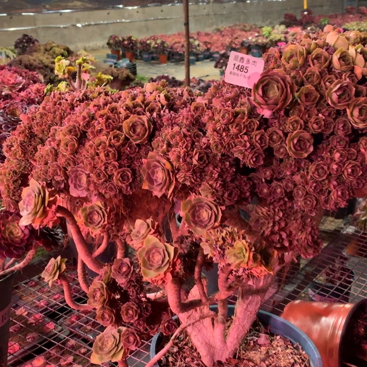 阳****露1485万缀多肉植物