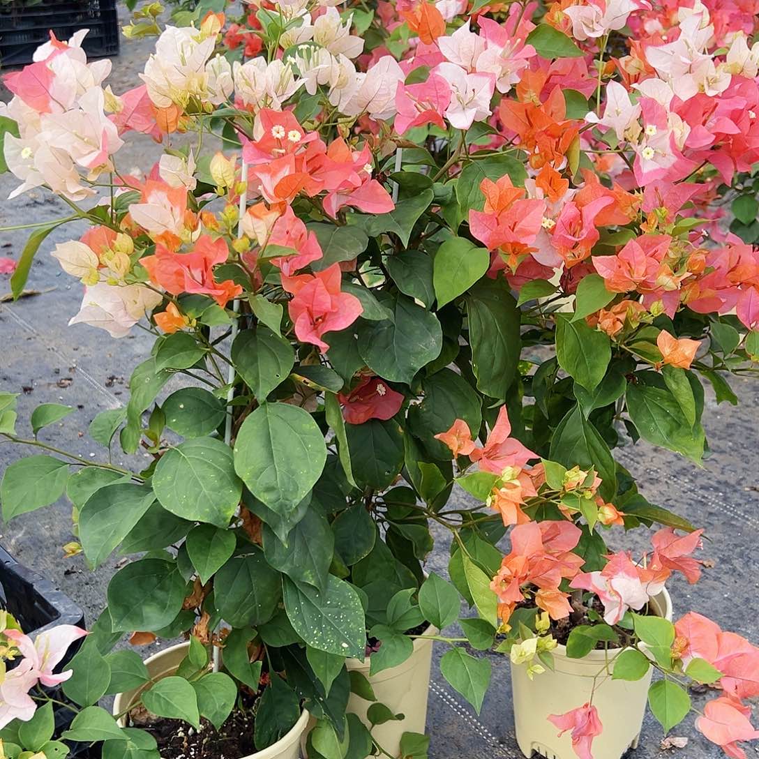 大部分花苞少量开放橙口红带竹一棵