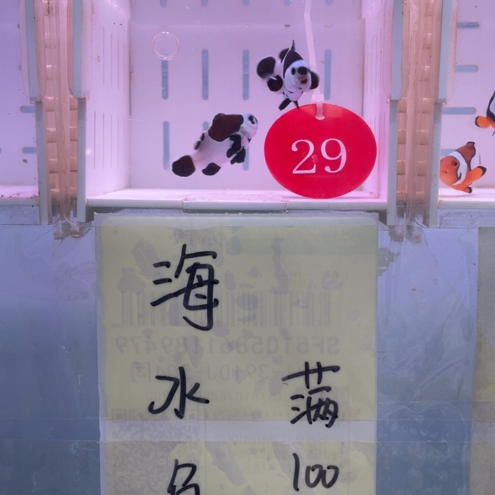 海水鱼精品熊猫2条3.5左右