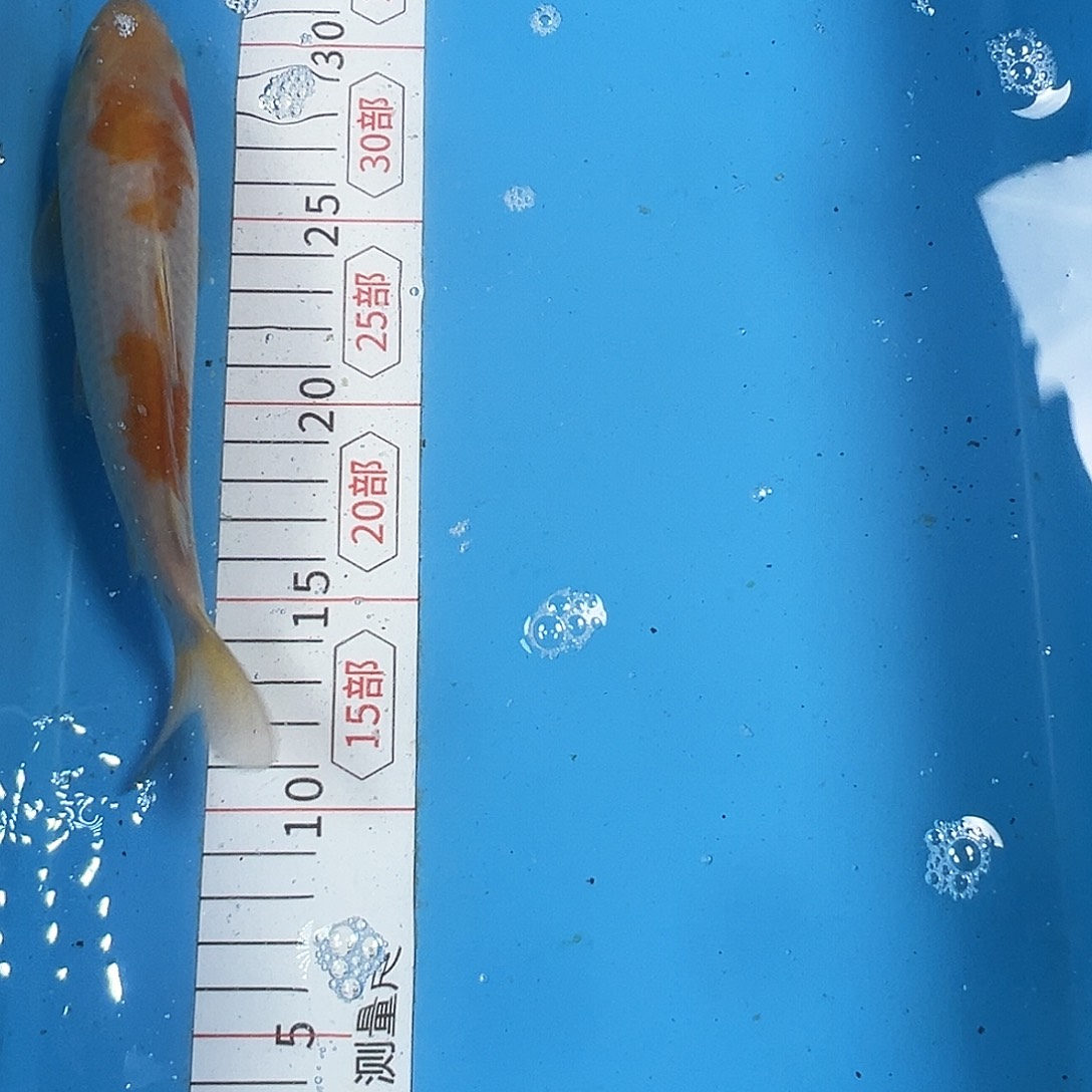 锦鲤鑫泓锦鲤养殖