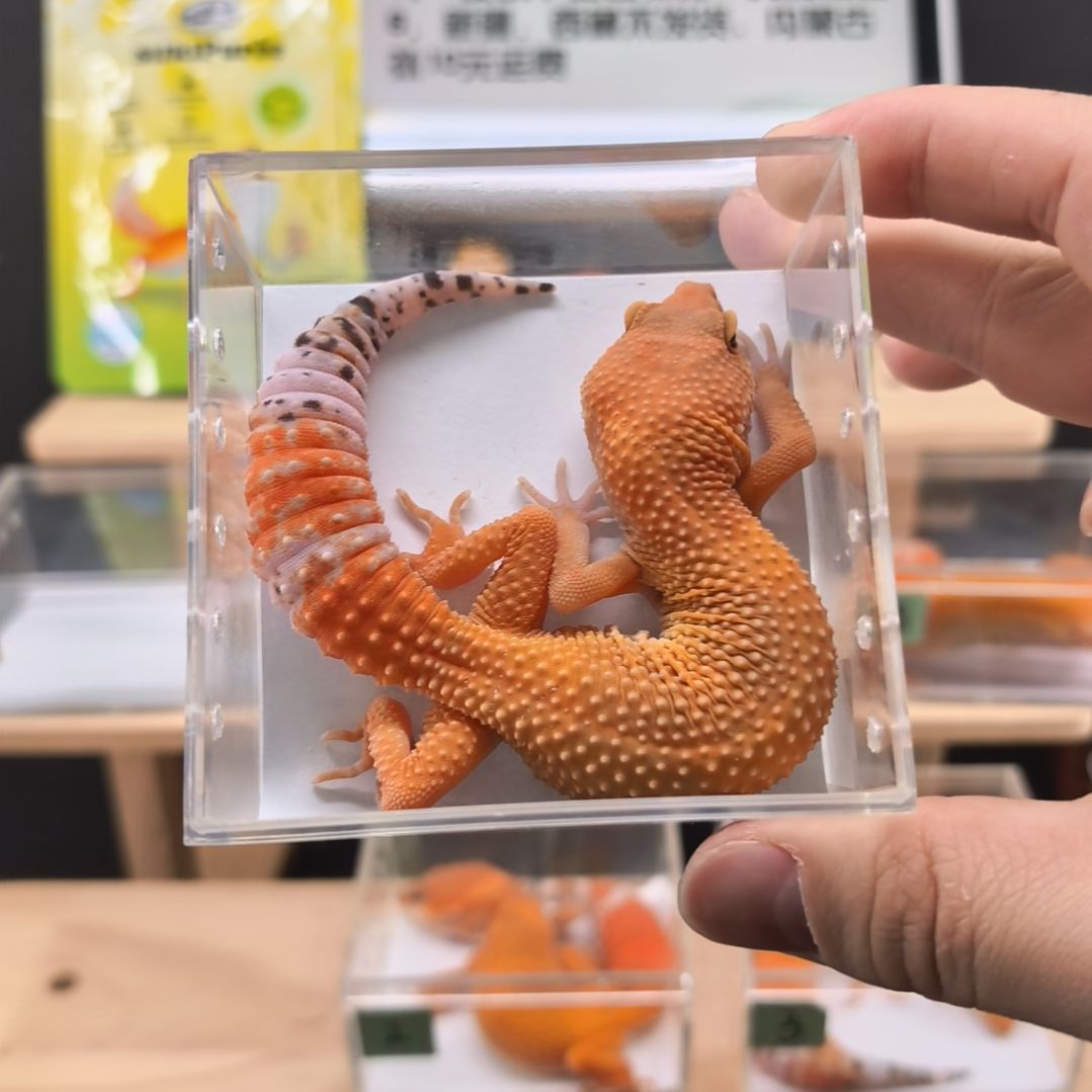 豹纹守宫蜜橘小亚成母8.14出壳