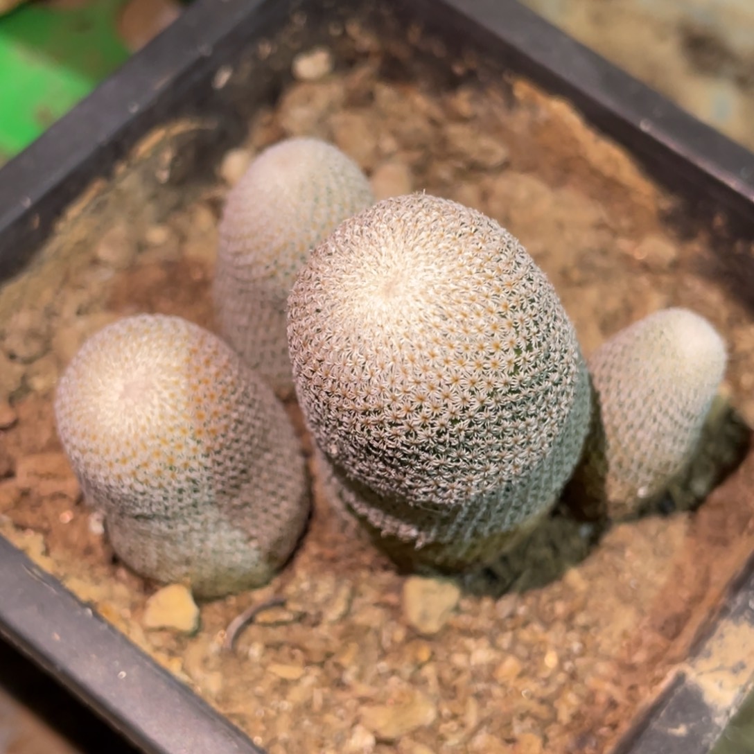 全部花朵自根小人帽