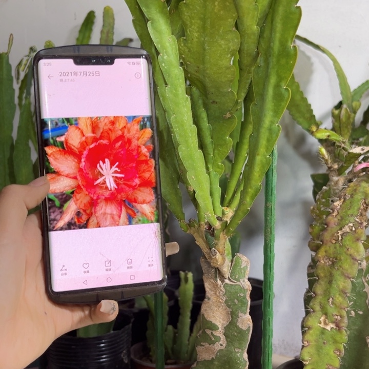 当前无花栽培后可以开花934