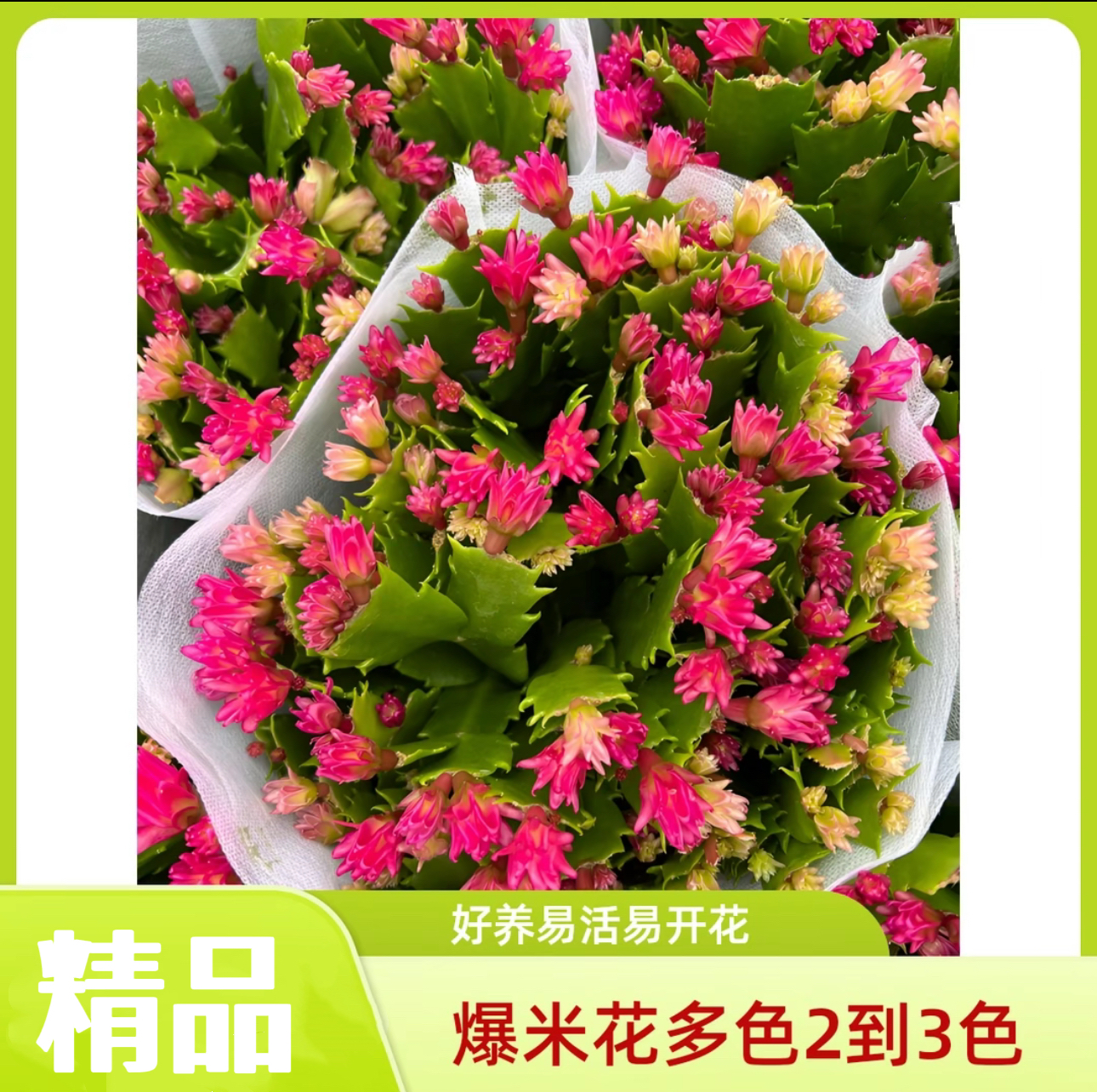 【特价】双色爆米花蟹爪兰进口新品种盆栽四季开花带花苞花卉金品堂