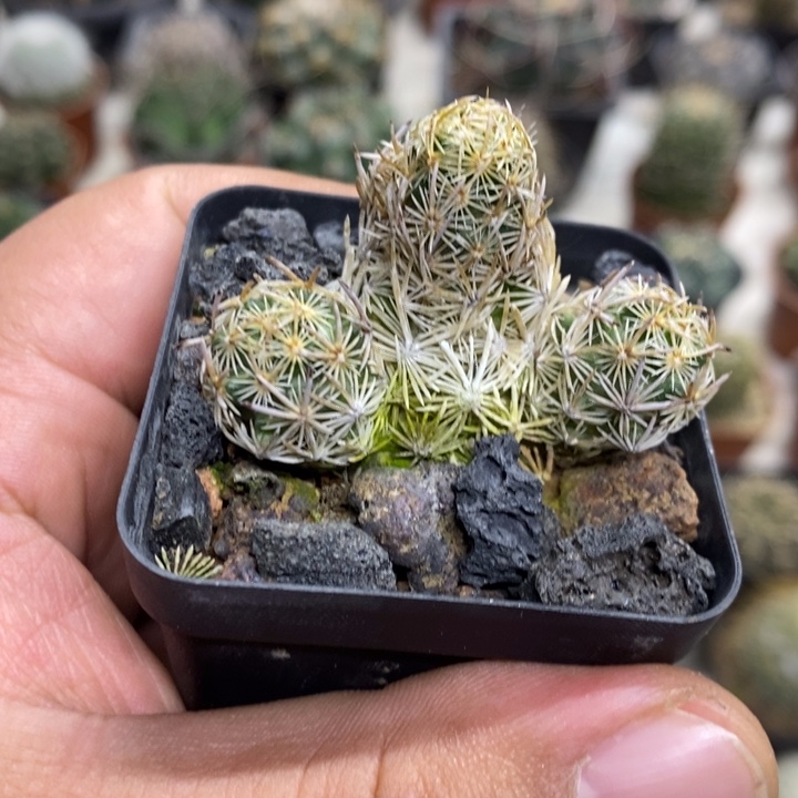 紫王子群特价福利