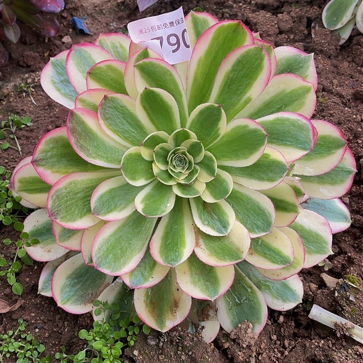 2790粉海王多肉植物