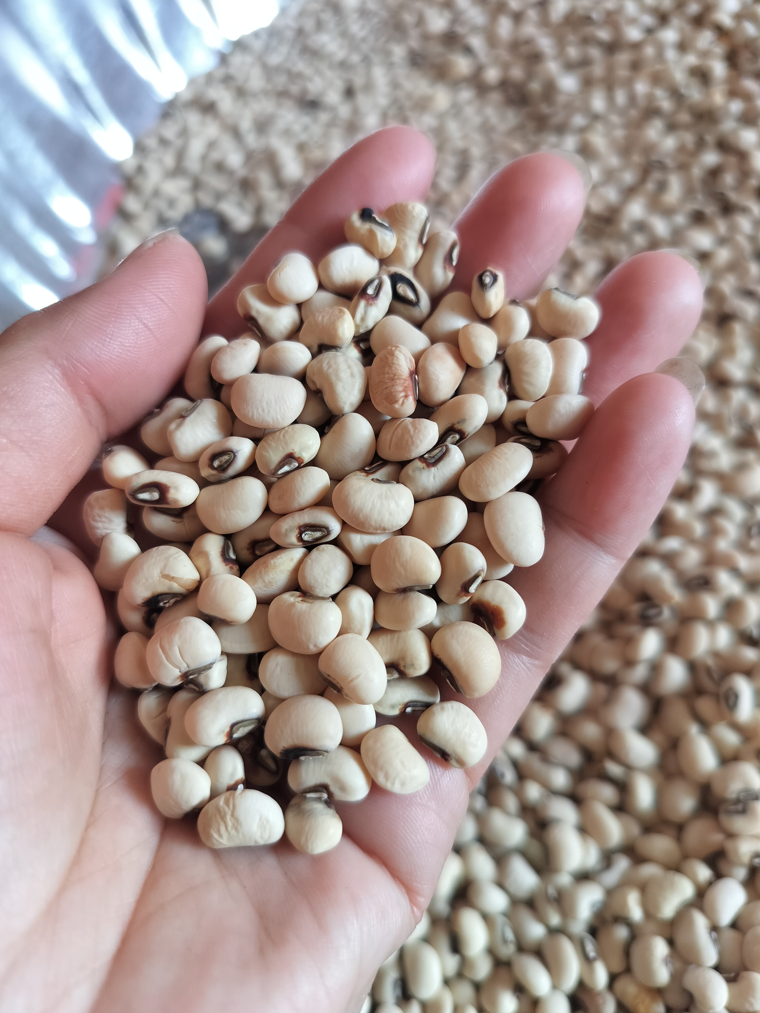 新鲜白眉豆农家白豇豆饱满豆类五谷杂粮粗粮