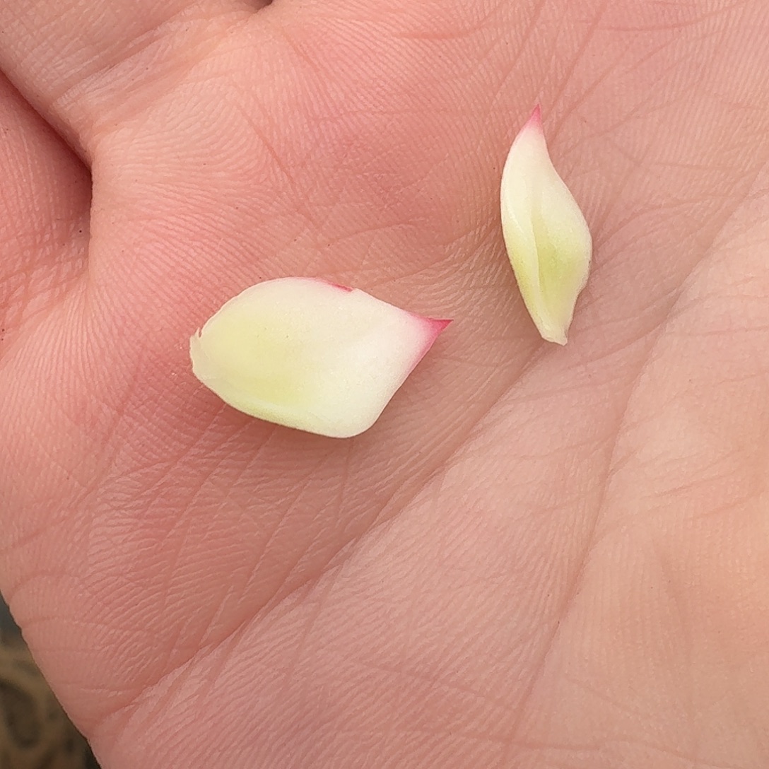 惊鸿叶片一物一拍