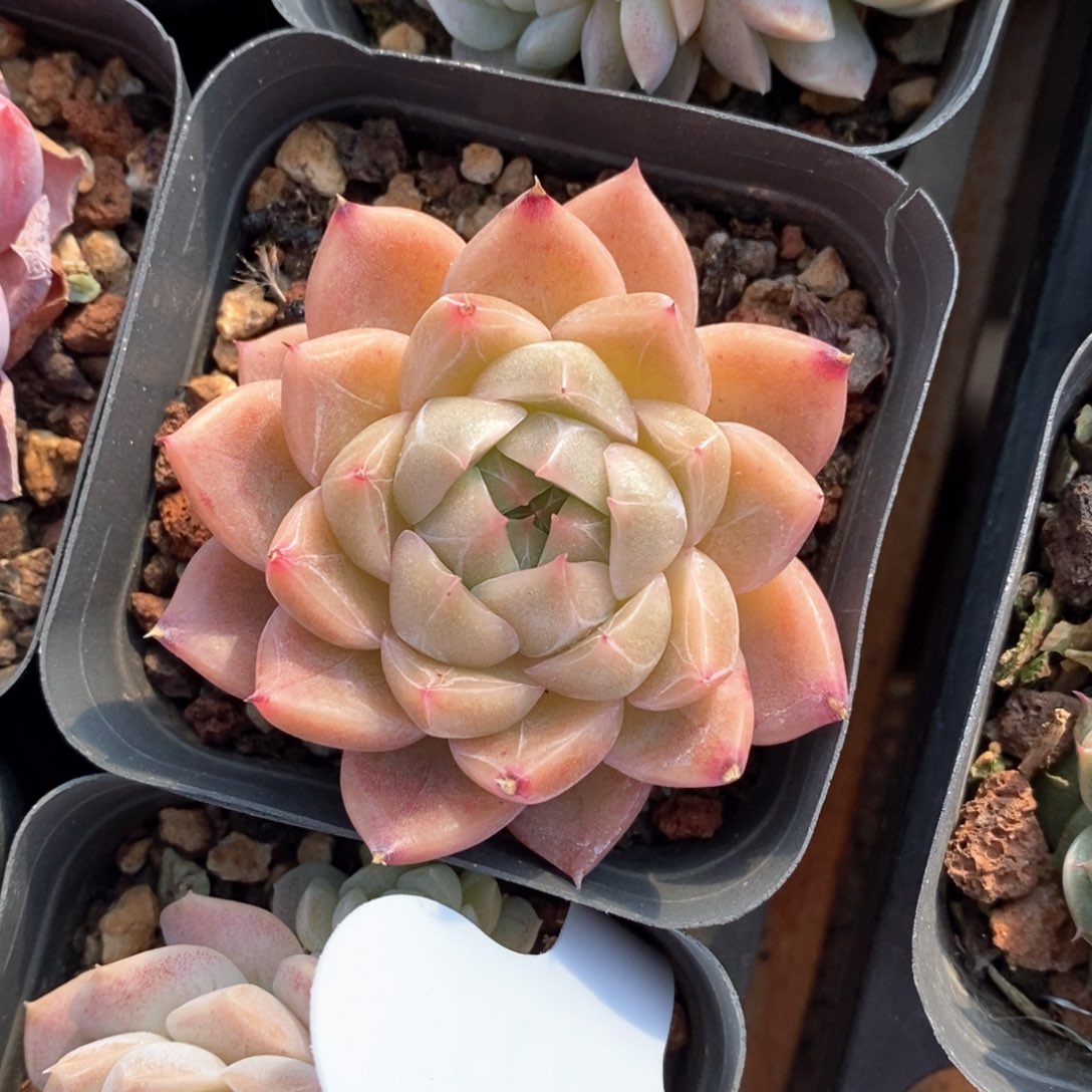 精品多肉一物一拍不包整166