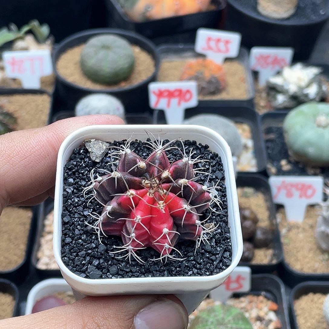 实生牡丹锦仙人球多肉