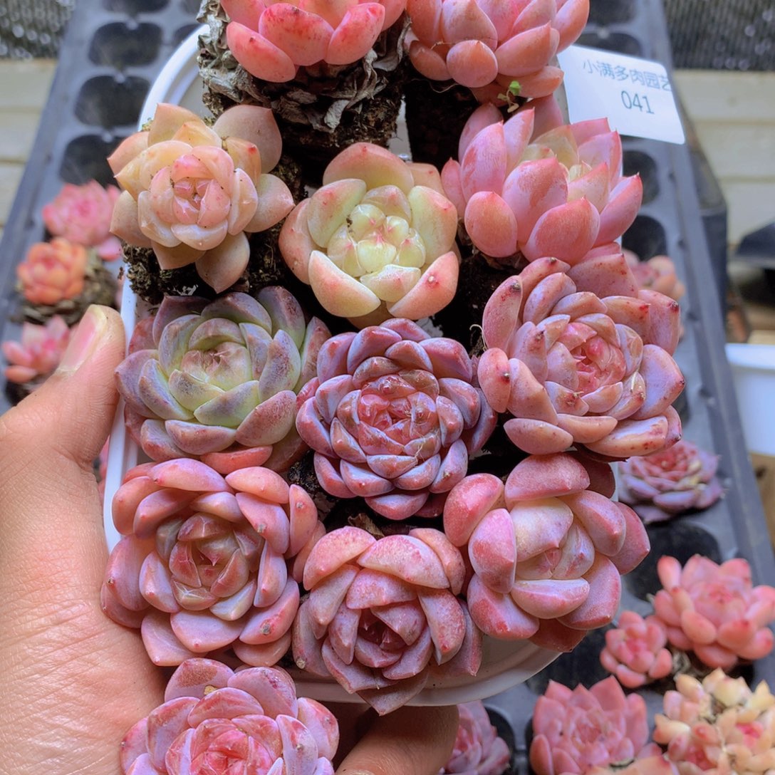 我也不知道我为什么会041