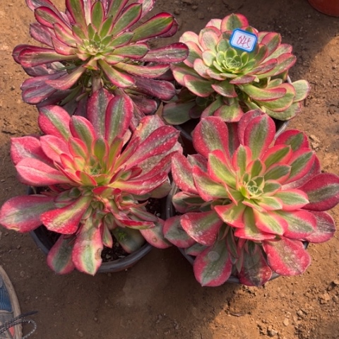 045多肉植物组合