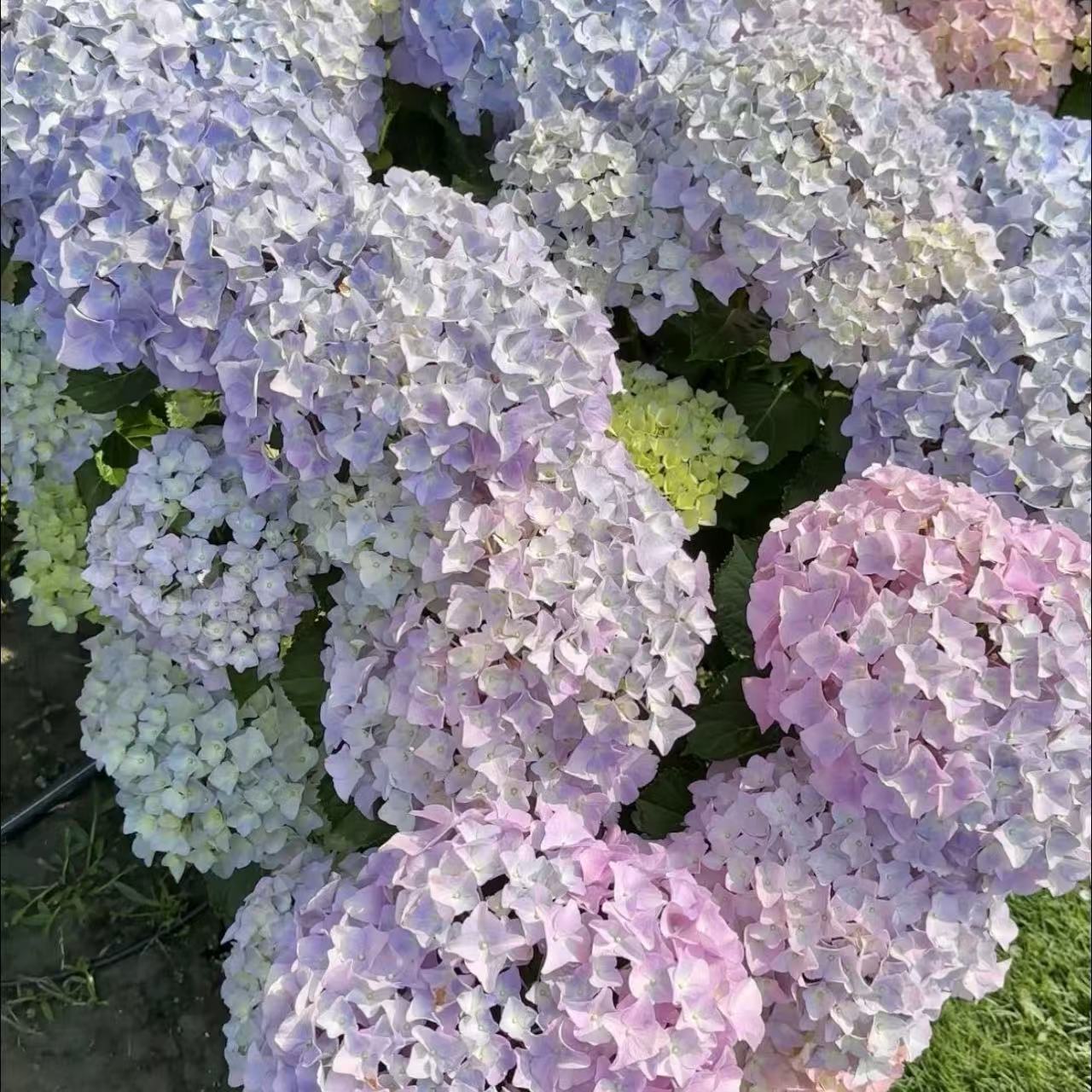 大海兰绣球苗盆栽庭院阳台花卉植物喜水易养护
