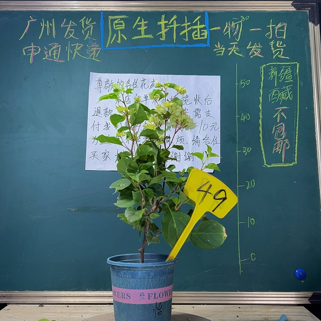 当前无花栽培后可以开花 怡锦  49